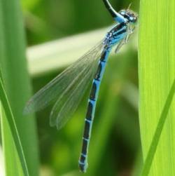 Coenagrion scitulum